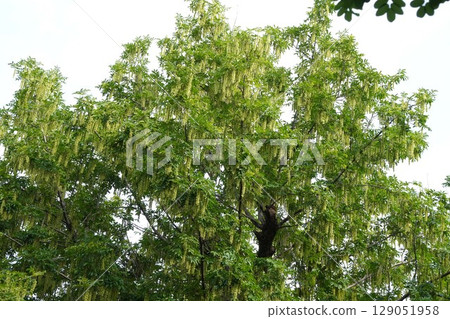 Chinese walnut fruit spikes, June 2025 Chinese walnut fruit spikes, June 2025 129051958