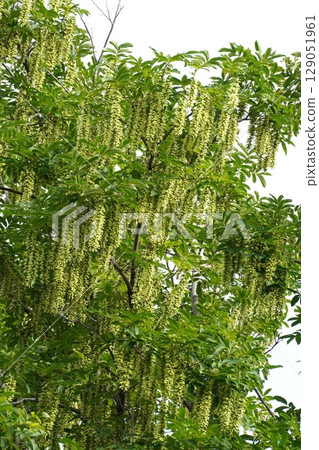 Chinese walnut fruit spikes, June 2025 Chinese walnut fruit spikes, June 2025 129051961