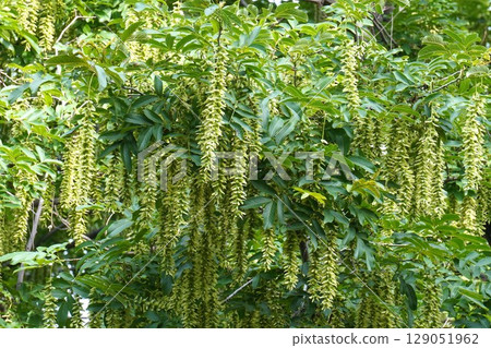 2025年6月中國核桃果實成熟 129051962