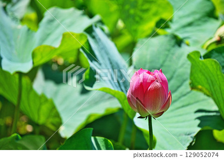 Red lotus flowers in a lotus pond (summer, July) Red lotus flowers in a lotus pond (summer, July) 129052074