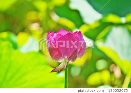 Red lotus flowers in a lotus pond (summer, July) Red lotus flowers in a lotus pond (summer, July) 129052075