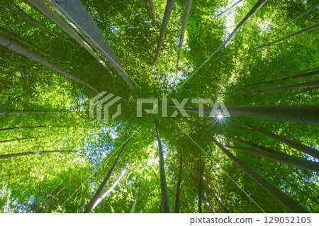 green bamboo forest green bamboo forest 129052105