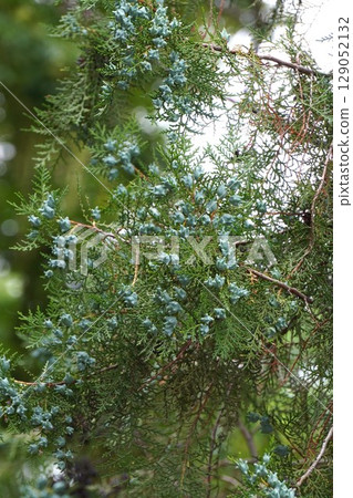 Young fruits of the Japanese laurel tree, June 2025 Young fruits of the Japanese laurel tree, June 2025 129052132