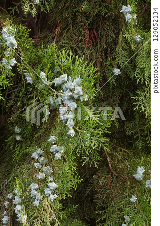 Young fruits of the Japanese laurel tree, June 2025 Young fruits of the Japanese laurel tree, June 2025 129052134