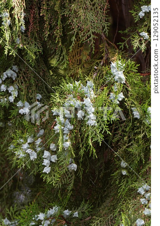 Young fruits of the Japanese laurel tree, June 2025 Young fruits of the Japanese laurel tree, June 2025 129052135