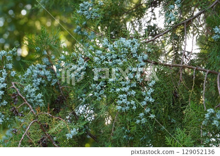 Young fruits of the Japanese laurel tree, June 2025 Young fruits of the Japanese laurel tree, June 2025 129052136