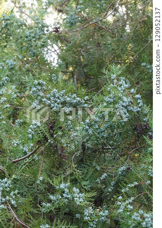 Young fruits of the Japanese laurel tree, June 2025 129052137