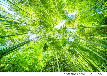 日本橫濱城市景觀:竹林染綠(7月30日) 日本橫濱城市景觀:竹林染綠(7月30日) 129052220