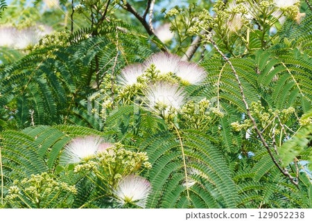 合歡樹花，2025年6月 129052238