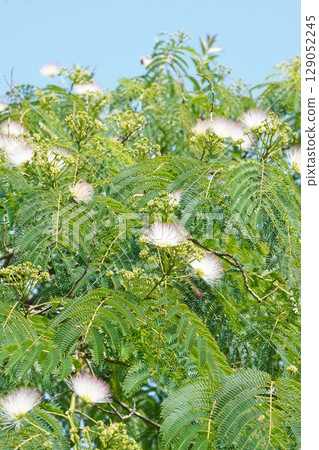 Silk tree flowers, June 2025 Silk tree flowers, June 2025 129052245