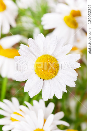 Chamomile flower in nature, garden and flowering meadow 129052293