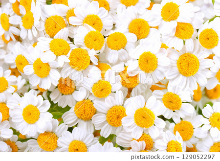 Beautiful wild flowers daisies in morning cool haze in nature spring close-up macro. Delightful airy artistic image beauty summer nature. Beautiful wild flowers daisies in morning cool haze in nature spring close-up macro. Delightful airy artistic image beauty summer nature. 129052297