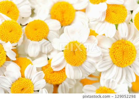 Beautiful wild flowers daisies in morning cool haze in nature spring close-up macro. Delightful airy artistic image beauty summer nature. Beautiful wild flowers daisies in morning cool haze in nature spring close-up macro. Delightful airy artistic image beauty summer nature. 129052298