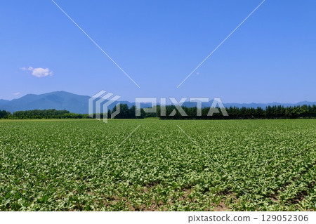 Sugar beets, sugar beets, and the northern land (Obihiro City, Hokkaido) Sugar beets, sugar beets, and the northern land (Obihiro City, Hokkaido) 129052306
