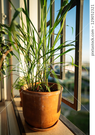 Lemongrass plant in pot on balcony. Cultivation homegrown aroma herbs 129052321
