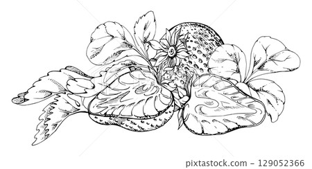 Strawberry berries full and cut in half with leaves hand drawn in vector ink, ripe forest garden harvest, heap group. Isolated botanical illustration. Dessert menu, grocery, farmers market, cosmetics Strawberry berries full and cut in half with leaves hand drawn in vector ink, ripe forest garden harvest, heap group. Isolated botanical illustration. Dessert menu, grocery, farmers market, cosmetics 129052366
