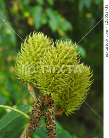 Fruit of Nogurmi Fruit of Nogurmi 129052432