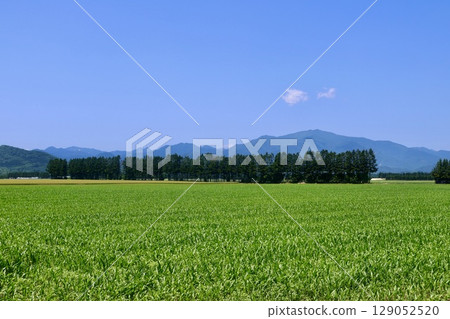 Cornfields, Northern Lands (Obihiro City, Hokkaido) Cornfields, Northern Lands (Obihiro City, Hokkaido) 129052520