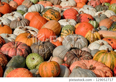 Halloween pumpkins galore 129052717