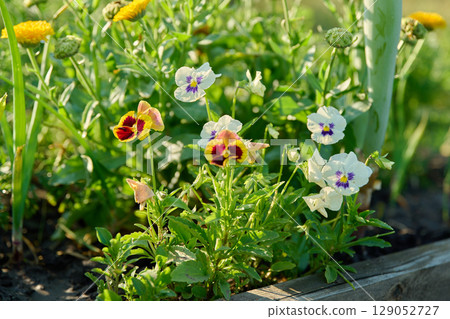 Viola and calendula in a backyard kitchen garden Viola and calendula in a backyard kitchen garden 129052727