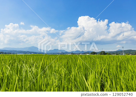Summer rice fields and Mt. Izumigatake 129052740