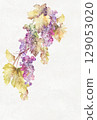 Illustration of vibrantly colored grapes 129053020