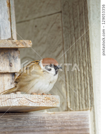 A curled up sparrow A curled up sparrow 129053356