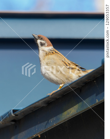 a sparrow with its neck outstretched a sparrow with its neck outstretched 129053357