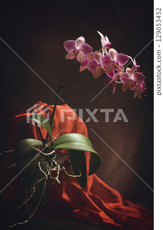 Phalaenopsis orchid bush in a pot on a dark background Phalaenopsis orchid bush in a pot on a dark background 129053452