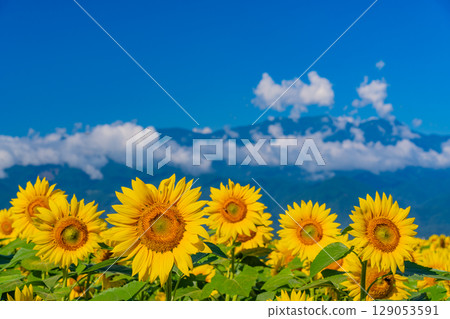 [Yamanashi Prefecture] Hokuto City Akeno Sunflower Festival with the Southern Alps in the background 129053591