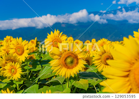 [Yamanashi Prefecture] Hokuto City Akeno Sunflower Festival with the Southern Alps in the background 129053595