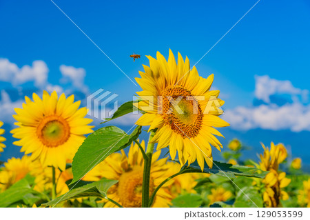 [Yamanashi Prefecture] Hokuto City Akeno Sunflower Festival with the Southern Alps in the background 129053599