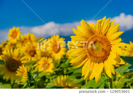 [Yamanashi Prefecture] Hokuto City Akeno Sunflower Festival with the Southern Alps in the background 129053601