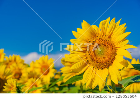 [Yamanashi Prefecture] Hokuto City Akeno Sunflower Festival with the Southern Alps in the background 129053604