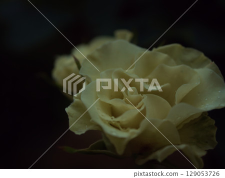 "Ryokkou" is a white rose that blooms beautifully in May after the rain. 129053726