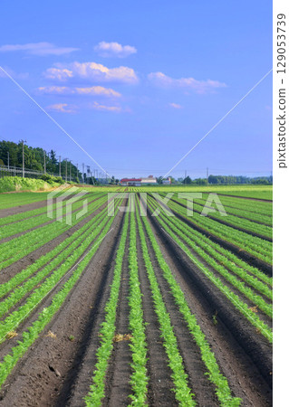 Carrot fields in the northern land (Obihiro, Hokkaido) Carrot fields in the northern land (Obihiro, Hokkaido) 129053739