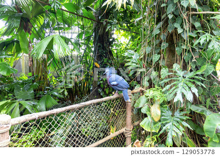 Crowned pigeon in the rainforest 129053778