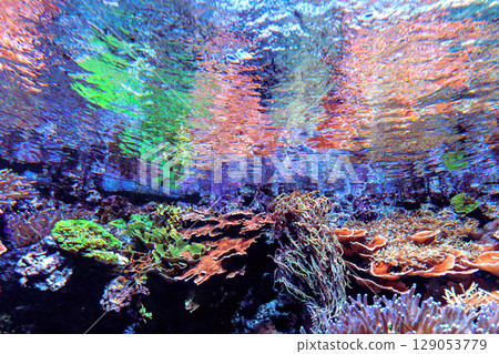 Underwater coral reef with colorful fish 129053779