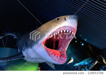 Model of shark with big open mouth Model of shark with big open mouth 129053780