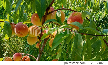 Peach tree laden with ripe fruits in a sunny orchard during the peak of summer. Peach tree laden with ripe fruits in a sunny orchard during the peak of summer. 129053829