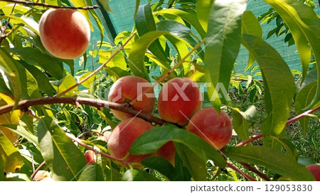 Peach fruit tree laden with ripe fruits in a sunny orchard during the peak of summer. 129053830