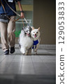 兩隻狗一起散步 129053833