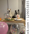 狗狗生日派對 129053835