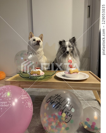 狗狗生日派對 狗狗生日派對 129053835