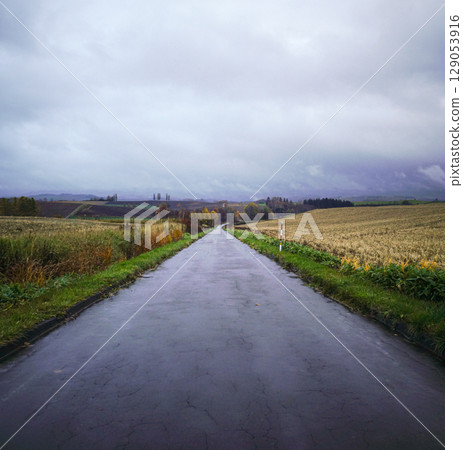北海道美瑛深秋的公路景觀,細雨淅淅瀝瀝。 北海道美瑛深秋的公路景觀,細雨淅淅瀝瀝。 129053916