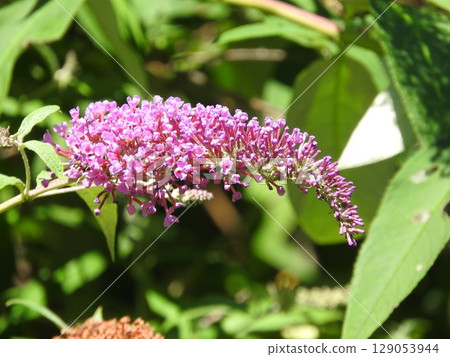 夏季盛開的「佛陀溲疏」花 129053944