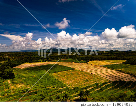 Aerial view Palm trees plantation with Rubber trees garden forest beautiful green nature background 129054053