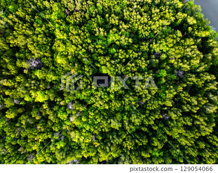 Drone view Mangrove forest trees in Thailand 129054066