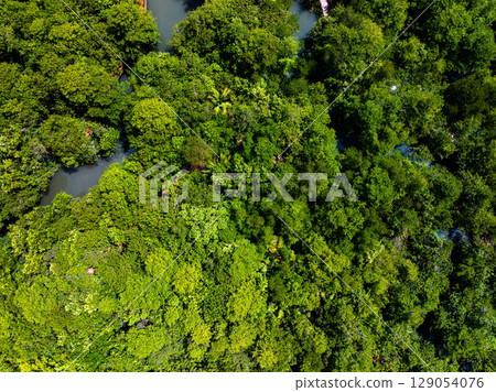 Drone view Mangrove forest trees in Thailand 129054076