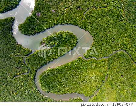 Drone view Mangrove forest trees in Thailand 129054077